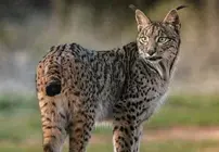 Lince ibérico