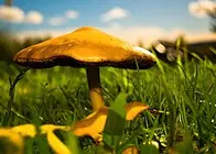 Wikipedia Micología