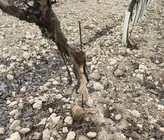 WhatsApp Image 2026-01-23 at 13.08.25 (1)