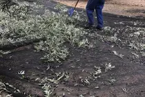 Trabajos agr&iacute;colas