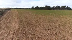 FOTO_CEREAL_COMIDO_POR_CONEJOS