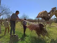 Producci&oacute;n pistacho