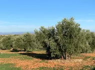 olivo-olivar-2