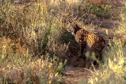 Lince Ibérico