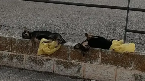 Los cuerpos de los cachorros asesinados