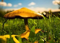 Wikipedia Micología