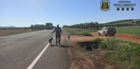 RESCATE GALGO UNIDAD MEDIO AMBIENTE VALDEPE&Ntilde;AS (1)