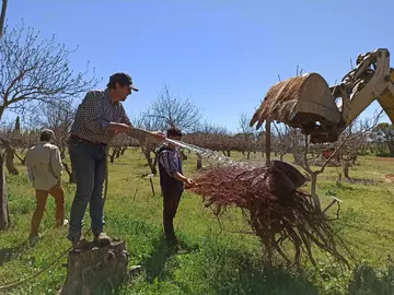 Producci&oacute;n pistacho