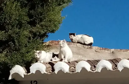 Colina felina. Foto Ayuntamiento de Valdepe&ntilde;as