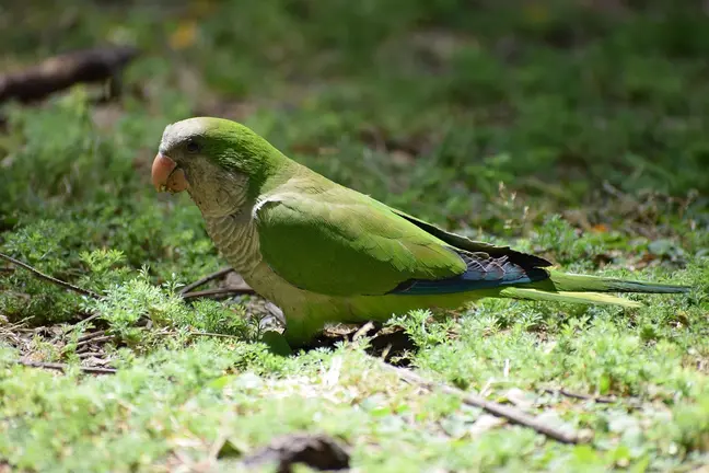 Cotorra argentina especie invasora