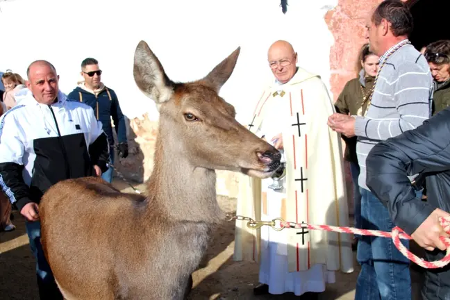 -San Ant&oacute;n, esta cierva fue el animal 'm&aacute;s original'