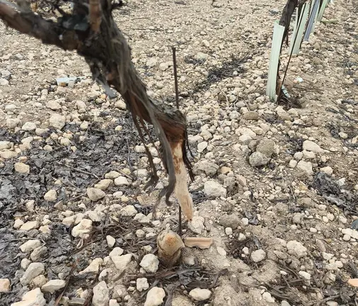 WhatsApp Image 2026-01-23 at 13.08.25 (1)