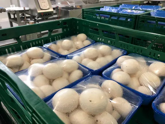 Sector del champi&ntilde;&oacute;n