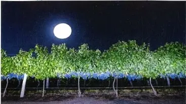 NOCHE DE LUNA LLENA EN EL TREBOLAR
