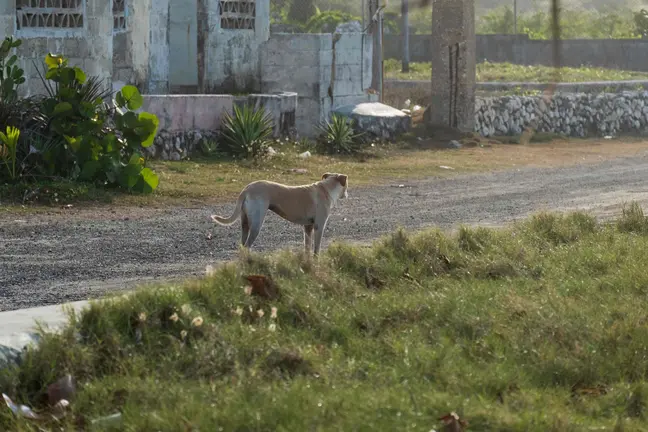 Perro abandonado_baja