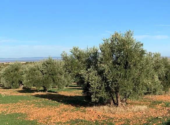 olivo-olivar-2