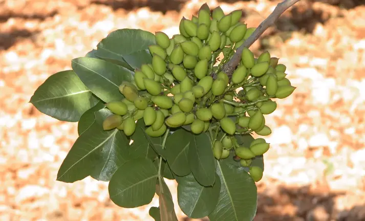 PISTACHOS 3.jpeg