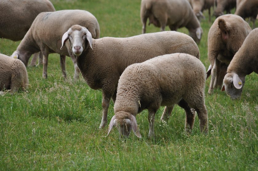 Ovejas - Ganadería de ovino