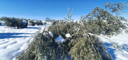 Olivar dañado por la nieve