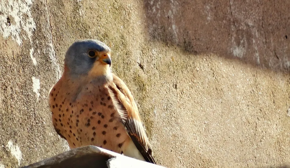 Cernícalo primilla
Foto: Amadeo Quiñones