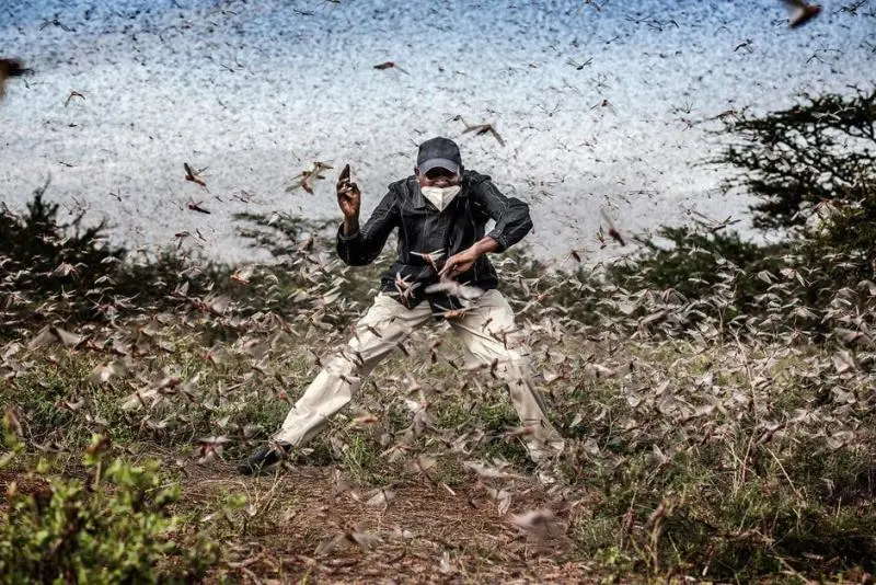 Imagen nominada de Luis Tato, tomada durante una plaga de langostas en Samburu (Kenia)

Foto: Luis Tato