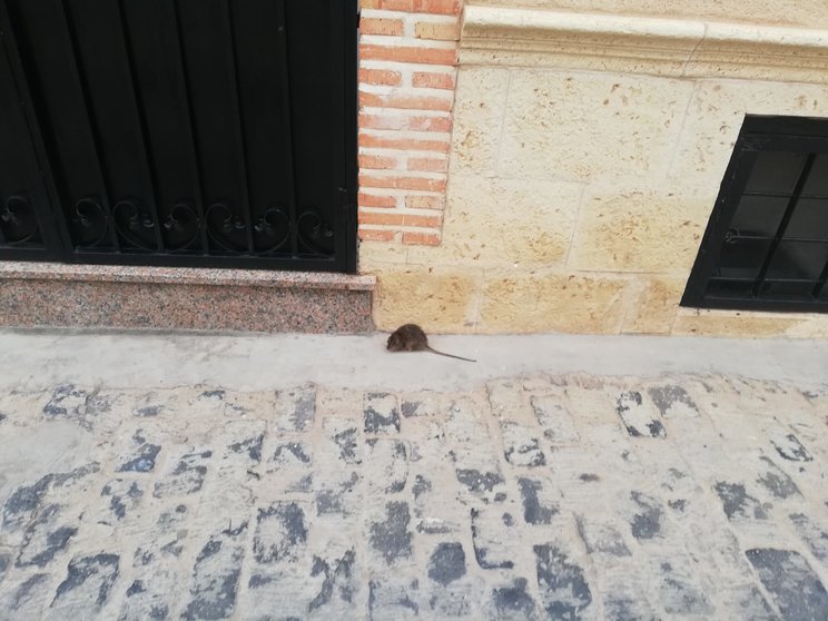 Rata en la calle Antonio Iniesta de Manzanares