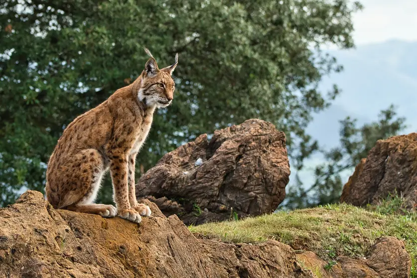 Lince ibérico