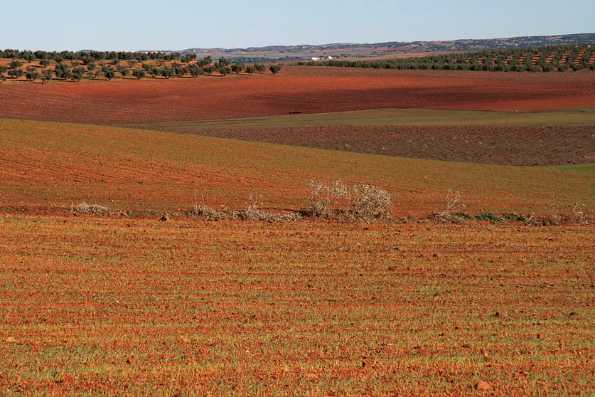 Campo de Montiel