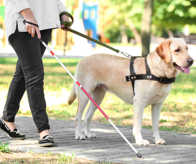 Perro guía con una persona sordociega