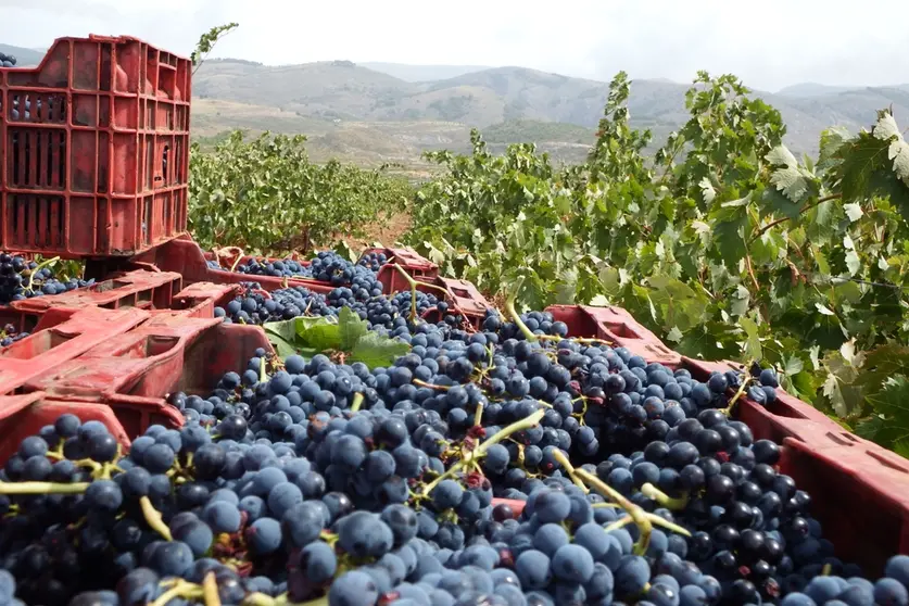 Recogida de uvas en la vendimia