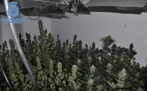 Cultivo indoor de marihuana en Puertollano