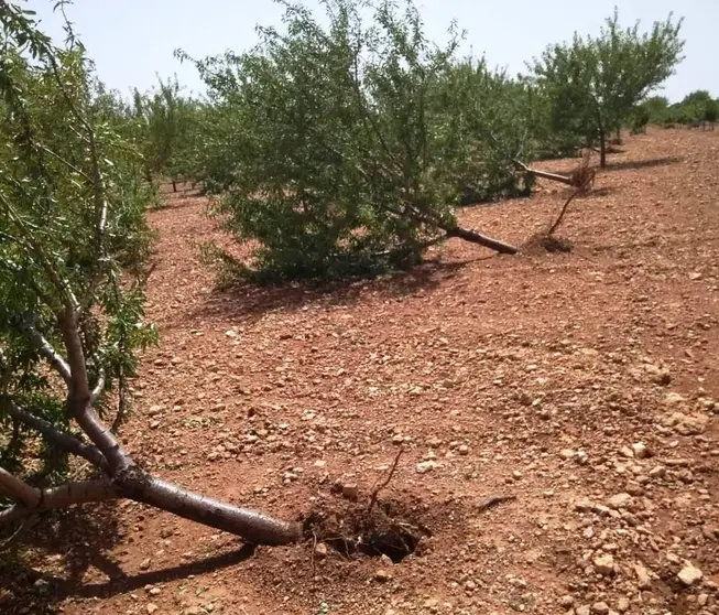 Almendros derribados por la tormenta del 11 agosto de 2021