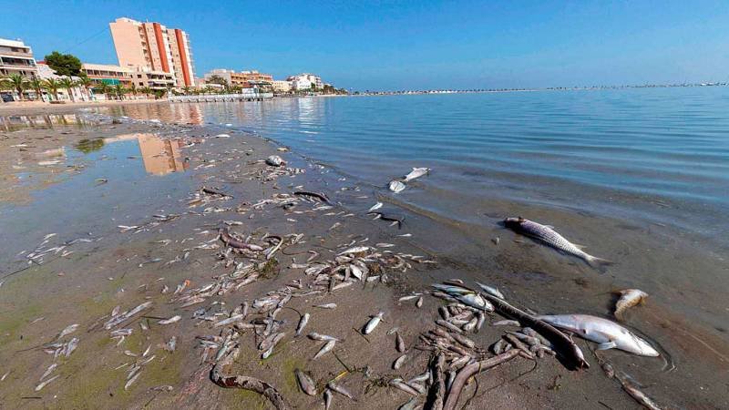 Peces muertos en el Mar Menor

Foto: RTVE
