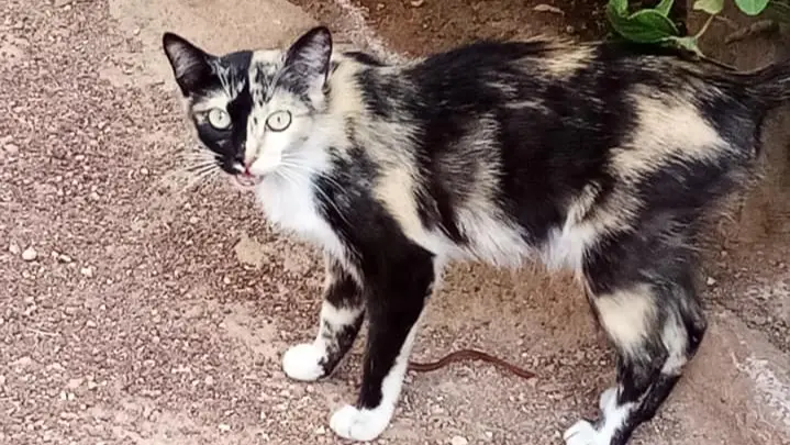 Gato de la calle Ave María para el que Mari Andreu busca adopción