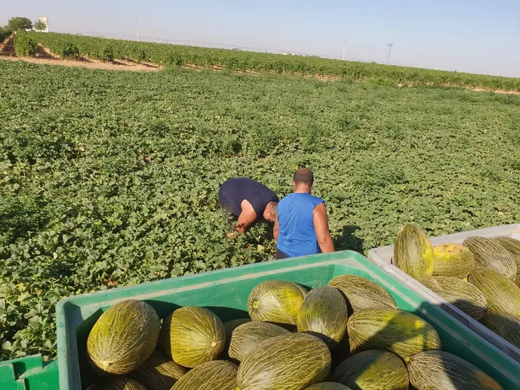 Campaña de melón