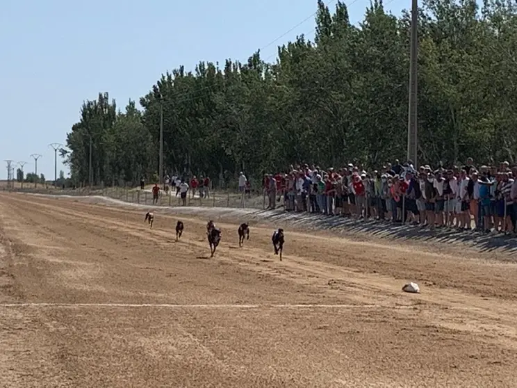 Carrera de galgos