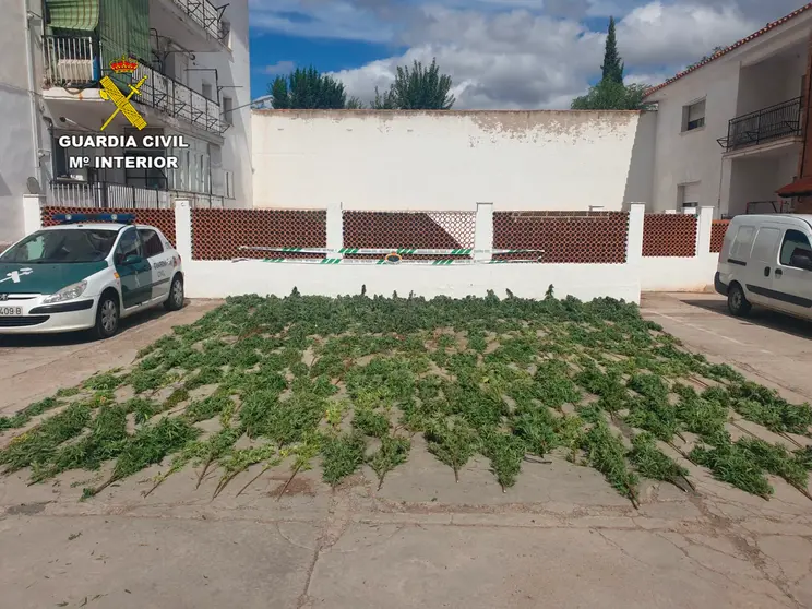 Marihuana incautada en la finca entre Almodóvar y Brazatortas