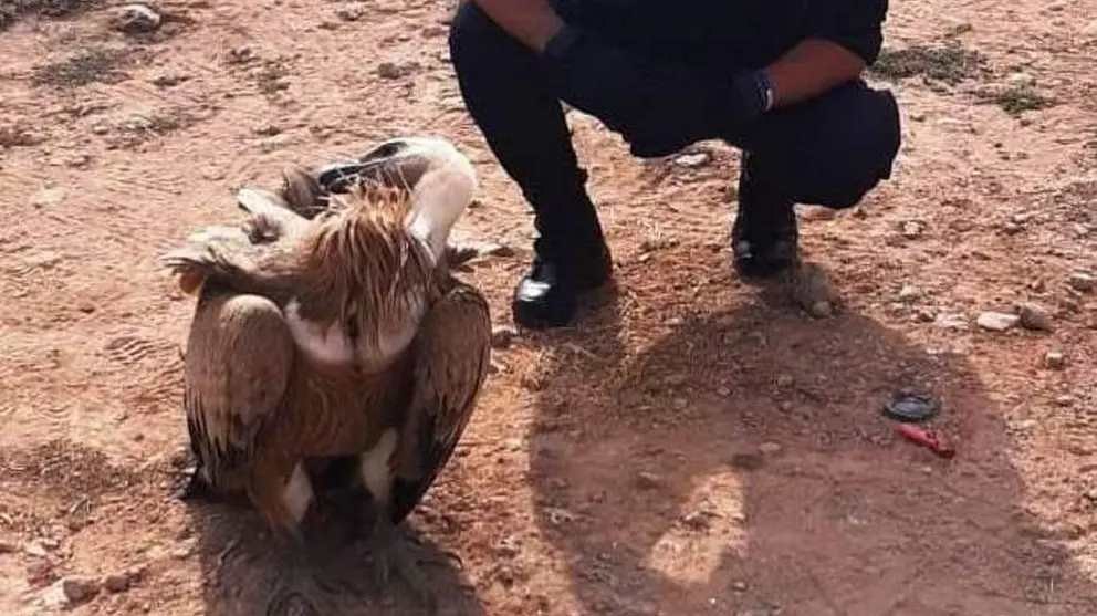 Buitre leonado en La Solana