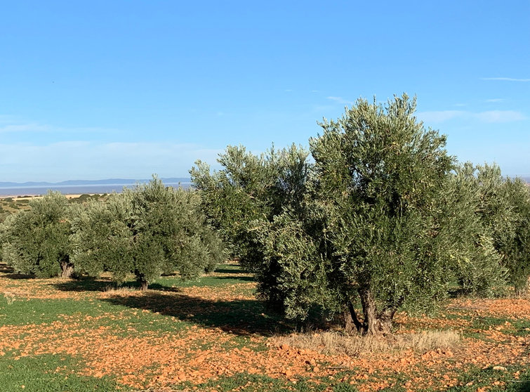 Olivos del Campo de Montiel