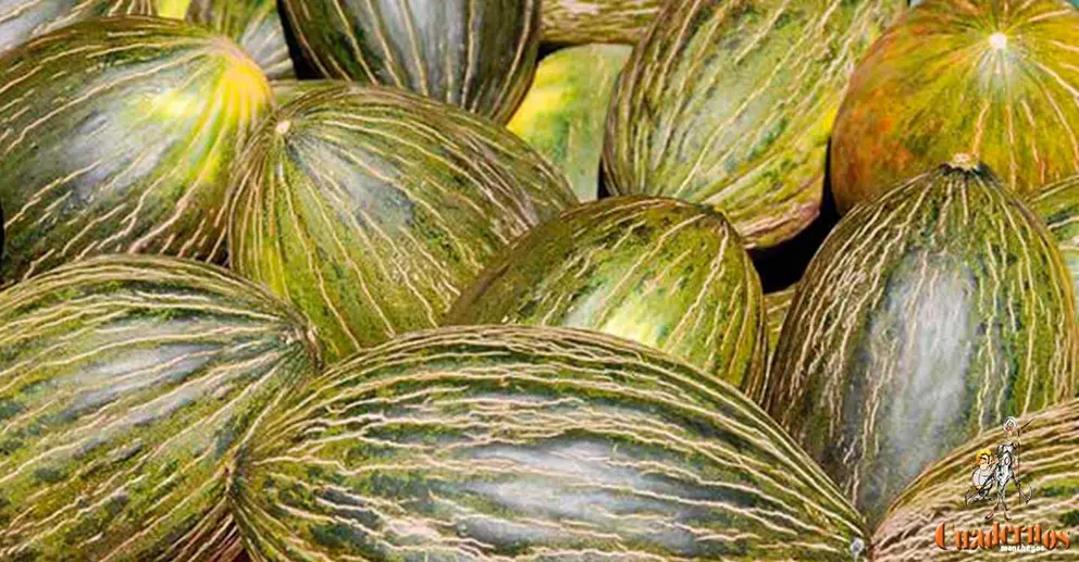 Campaña melon