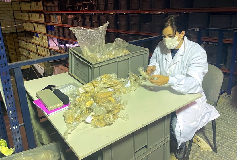 La Dra. Galindo-Pellicena selecciona en los almacenes del Museo de Ciudad Real muestras de ovejas prehistóricas enterradas y recuperadas en los túmulos de Castillejo del Bonete.