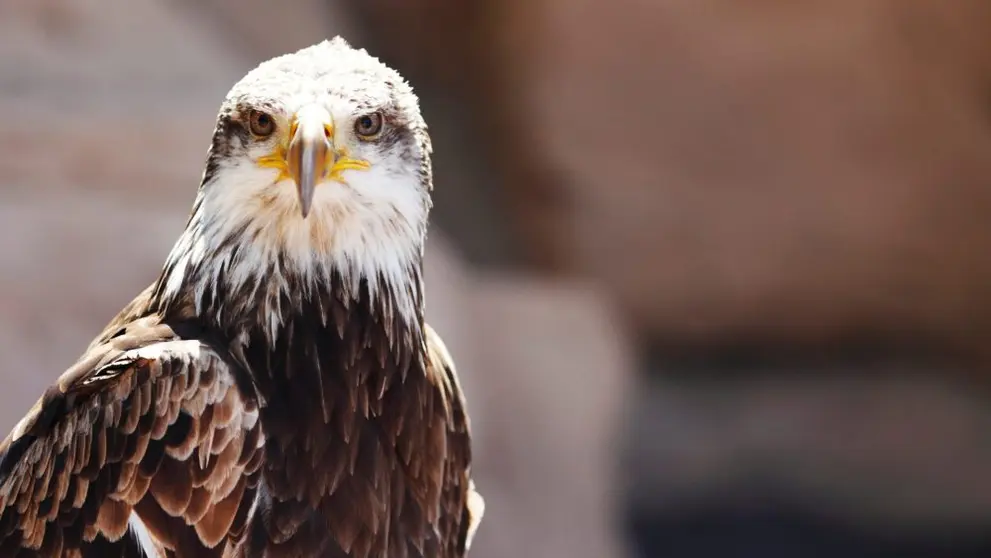 Águila imperial ibérica