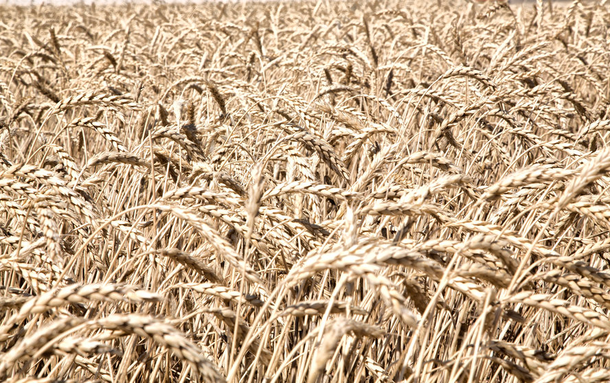 Explotación de cereal en Castilla-La Mancha