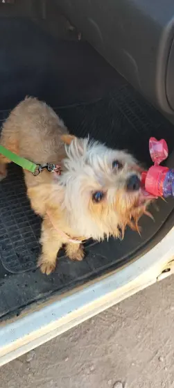 PERRO RESCATADO LAGUNAS DE RUIDERA