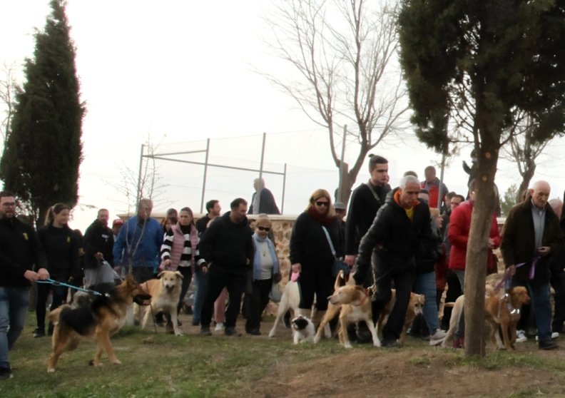 -Muchos animales en la bendición de San Antón