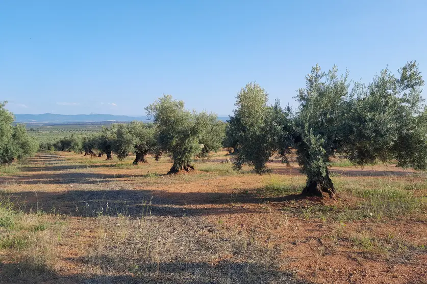 Olivar en el Campo de Montiel