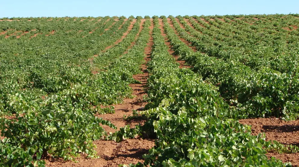 Viñas en la zona de producción de Valdepeñas