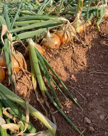 Cultivo de cebolla