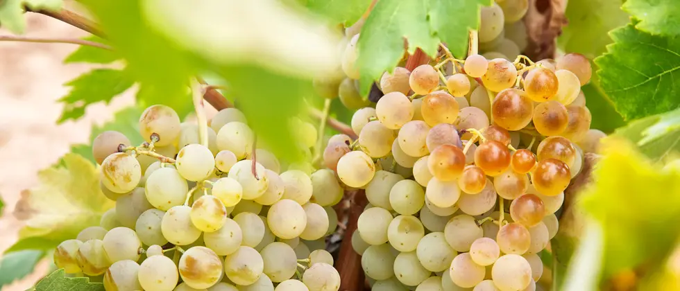 vinedo