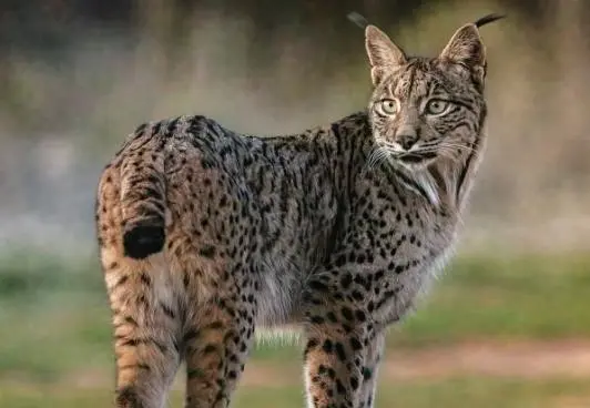 Lince ibérico
